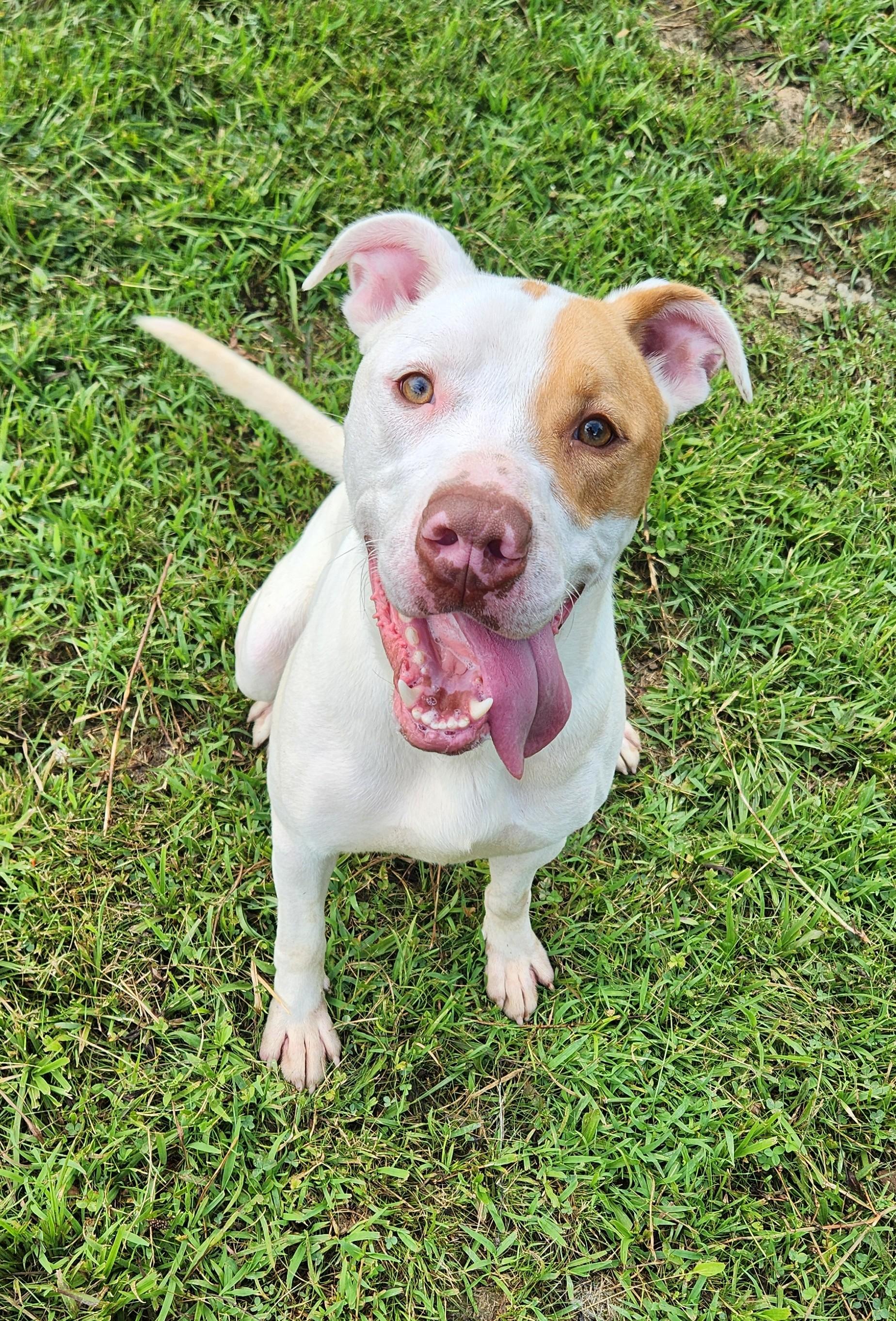 Ares, a Adoptable mixed breed in Berea, KY image 3/3