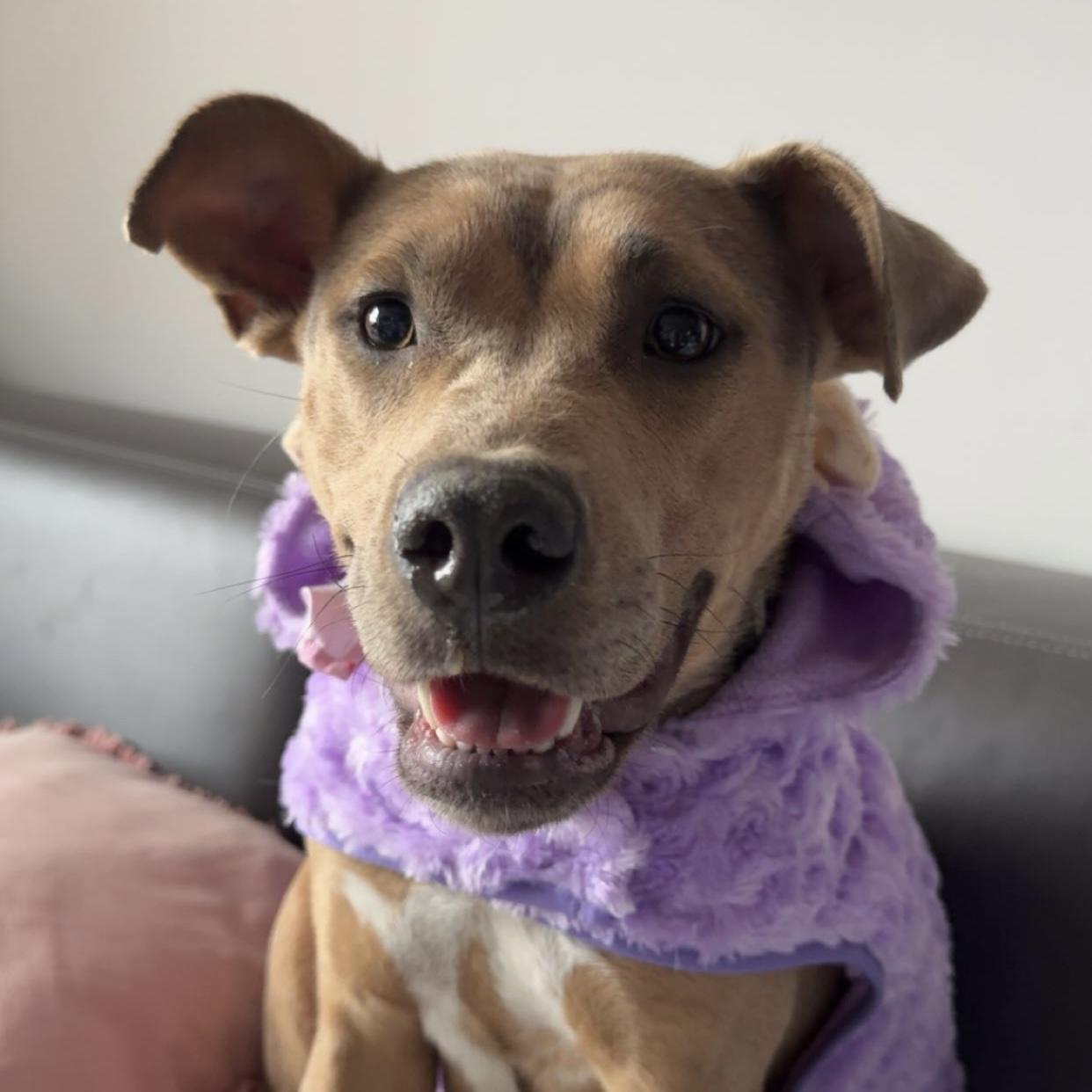 Strawberry — thumbnail 3