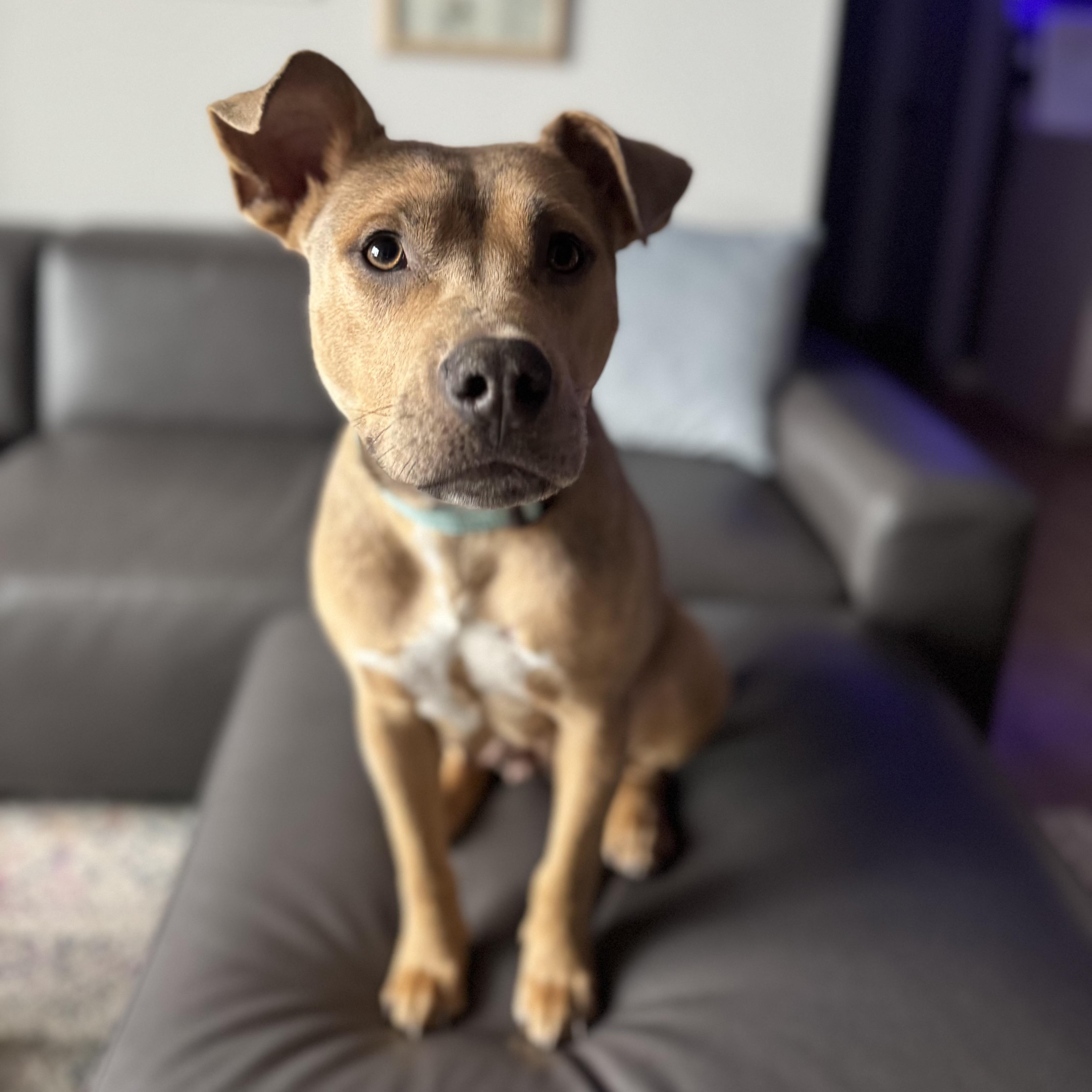 Strawberry — thumbnail 4