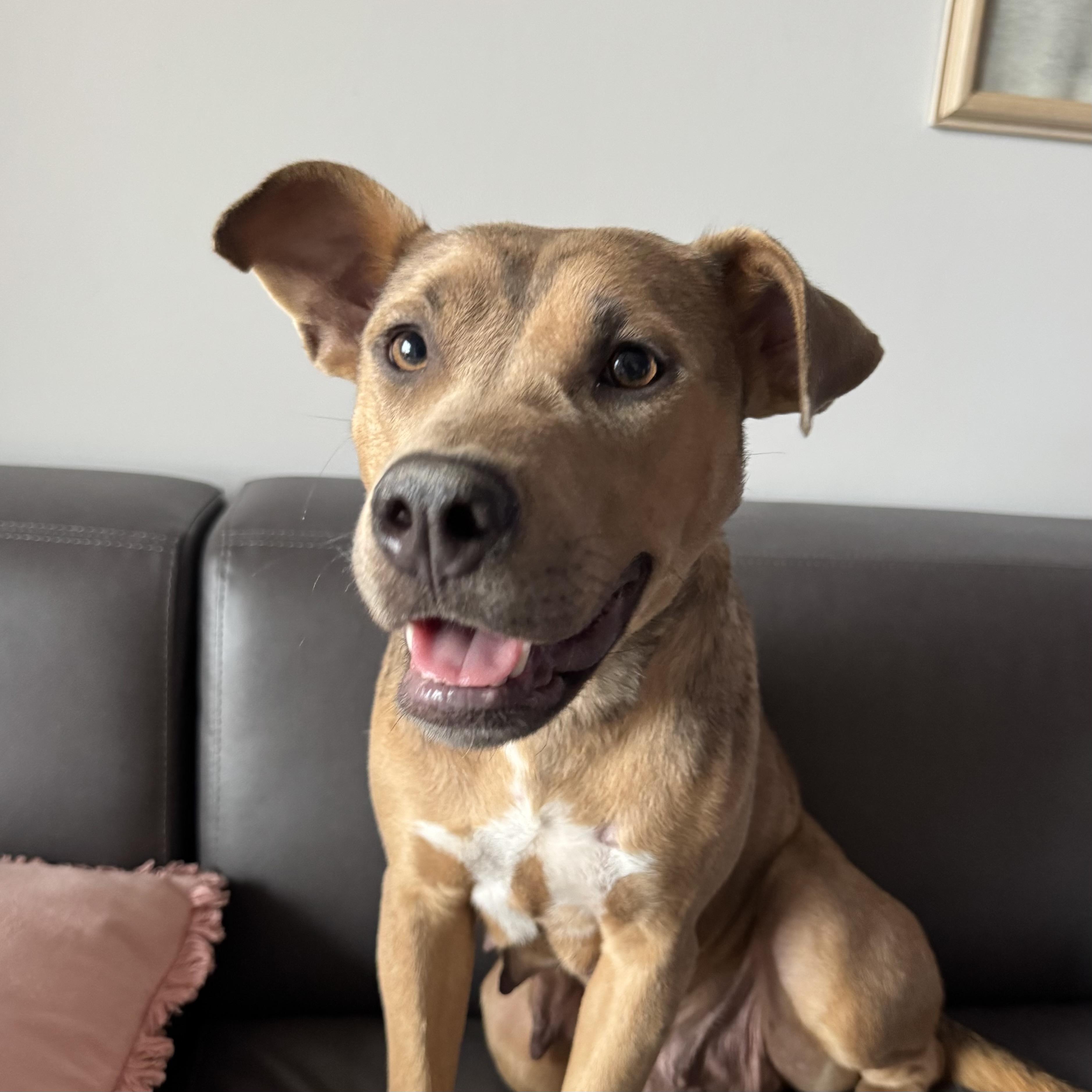 Strawberry — thumbnail 5