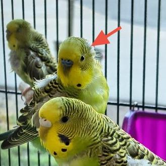 Bell Pepper W/Green Bean and Arugula 50% off, a Adoptable Parakeet (Other) in Springfield, MA image 1/3