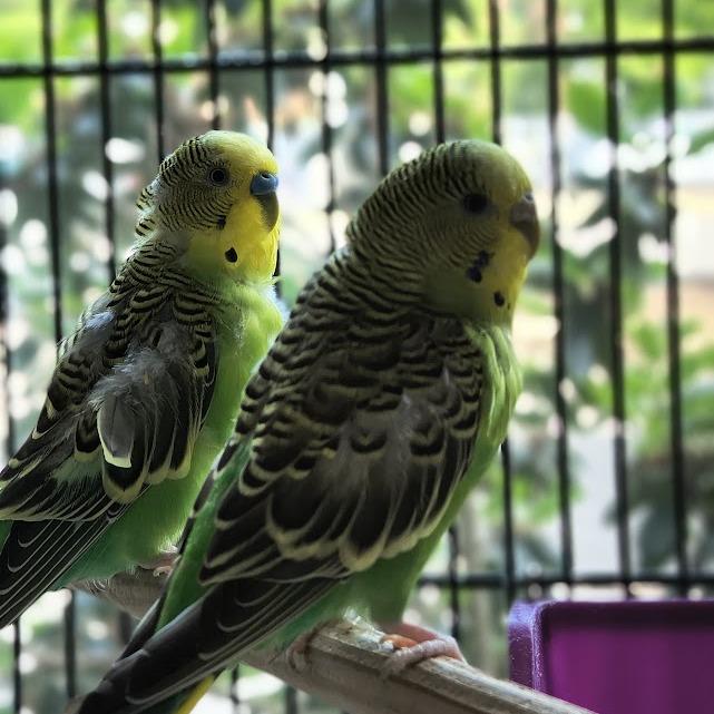 Bell Pepper W/Green Bean and Arugula 50% off, a Adoptable Parakeet (Other) in Springfield, MA image 2/3