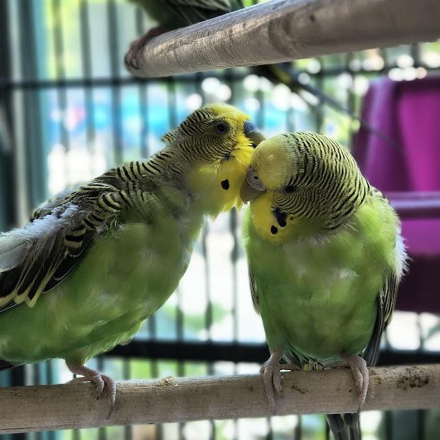 Bell Pepper W/Green Bean and Arugula 50% off, a Adoptable Parakeet (Other) in Springfield, MA image 3/3