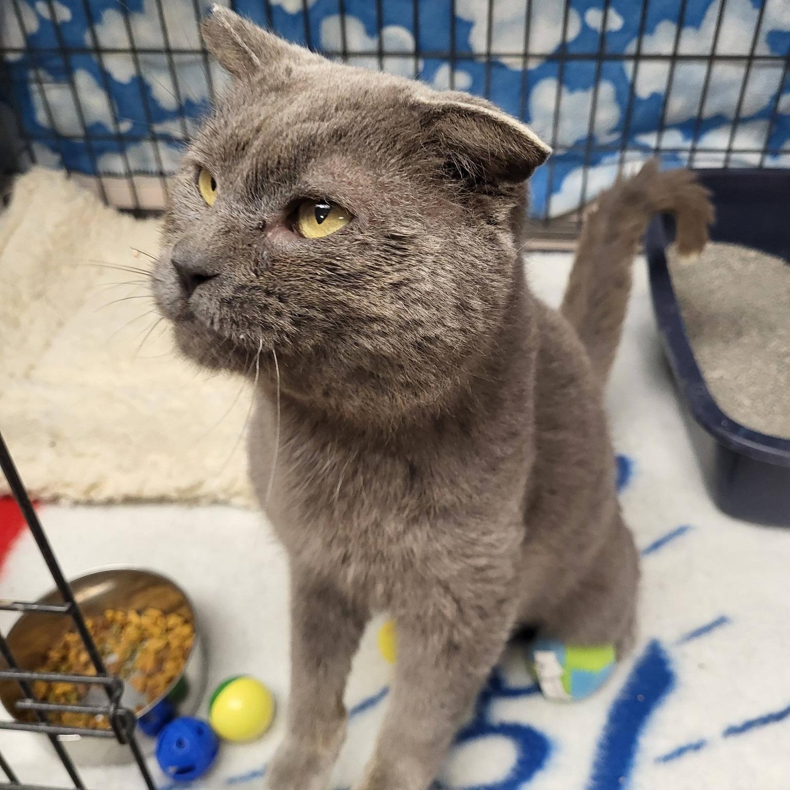 Toughie, a ADOPTABLE Domestic Short Hair in Chilton, WI image 1/6