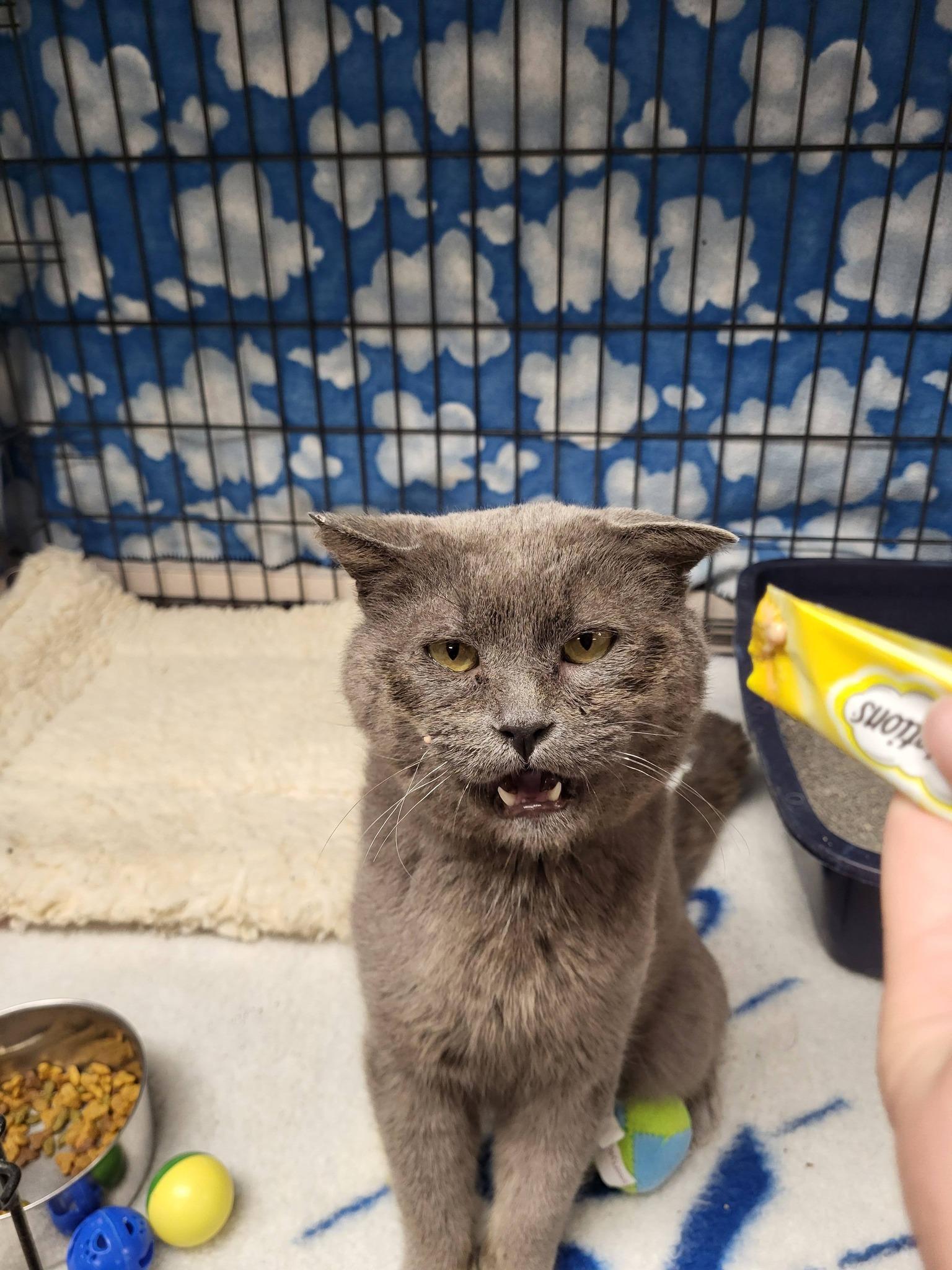 Toughie, a ADOPTABLE Domestic Short Hair in Chilton, WI image 4/6