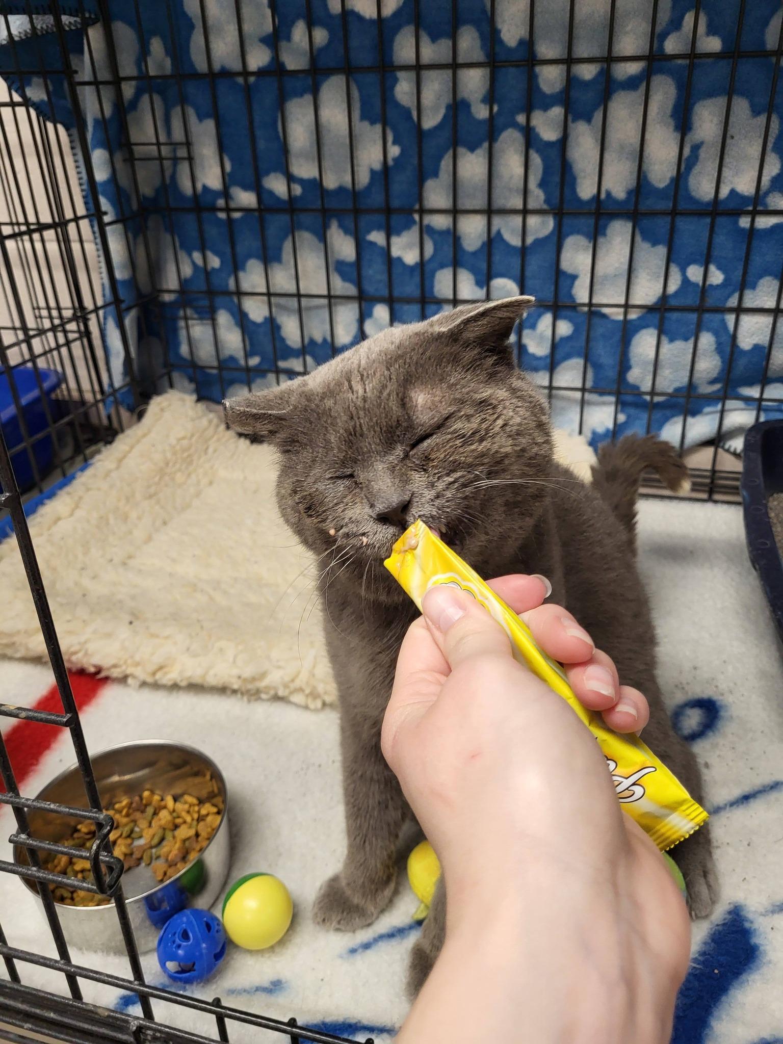Toughie, a ADOPTABLE Domestic Short Hair in Chilton, WI image 5/6