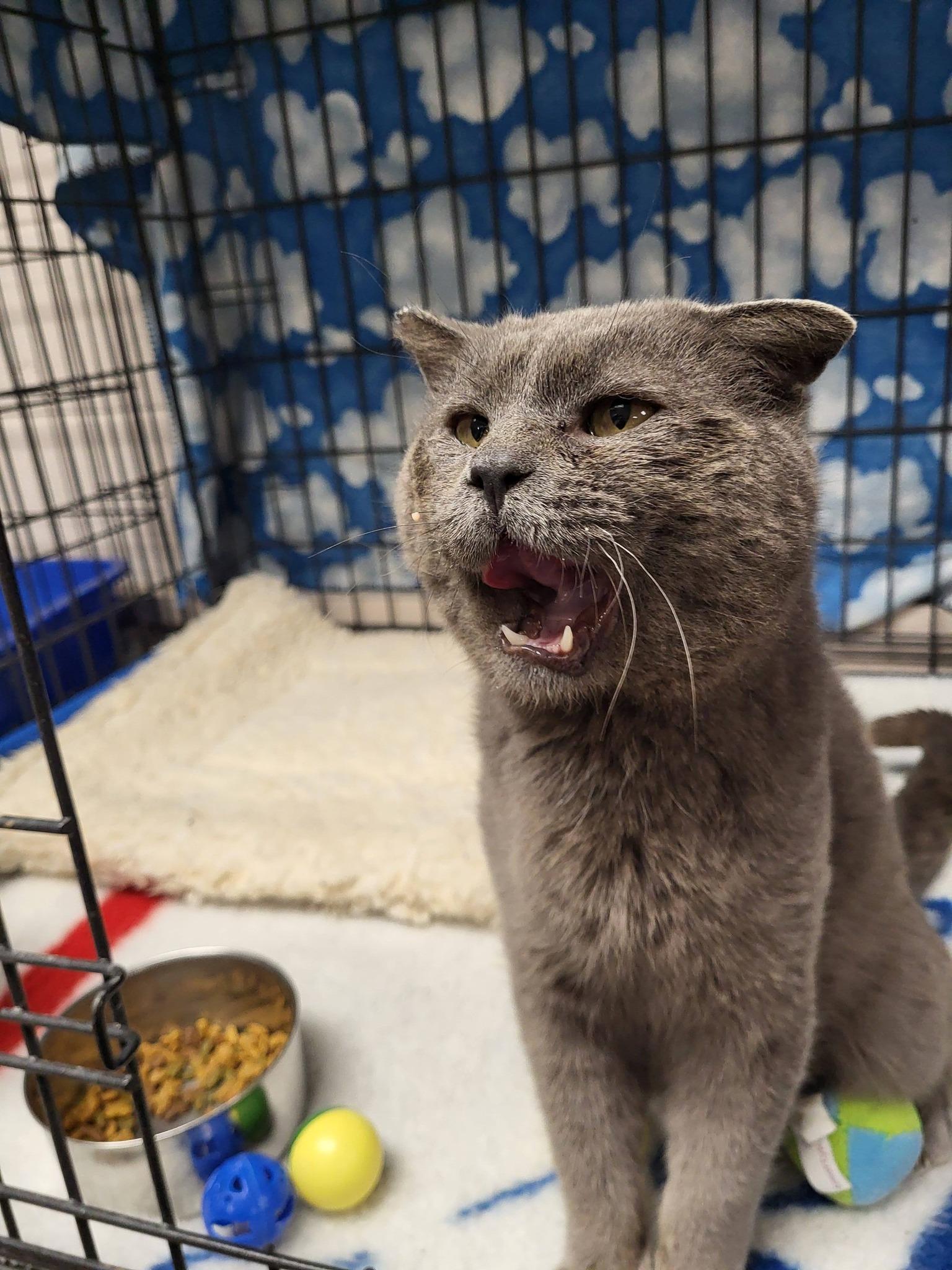 Toughie, a ADOPTABLE Domestic Short Hair in Chilton, WI image 3/6