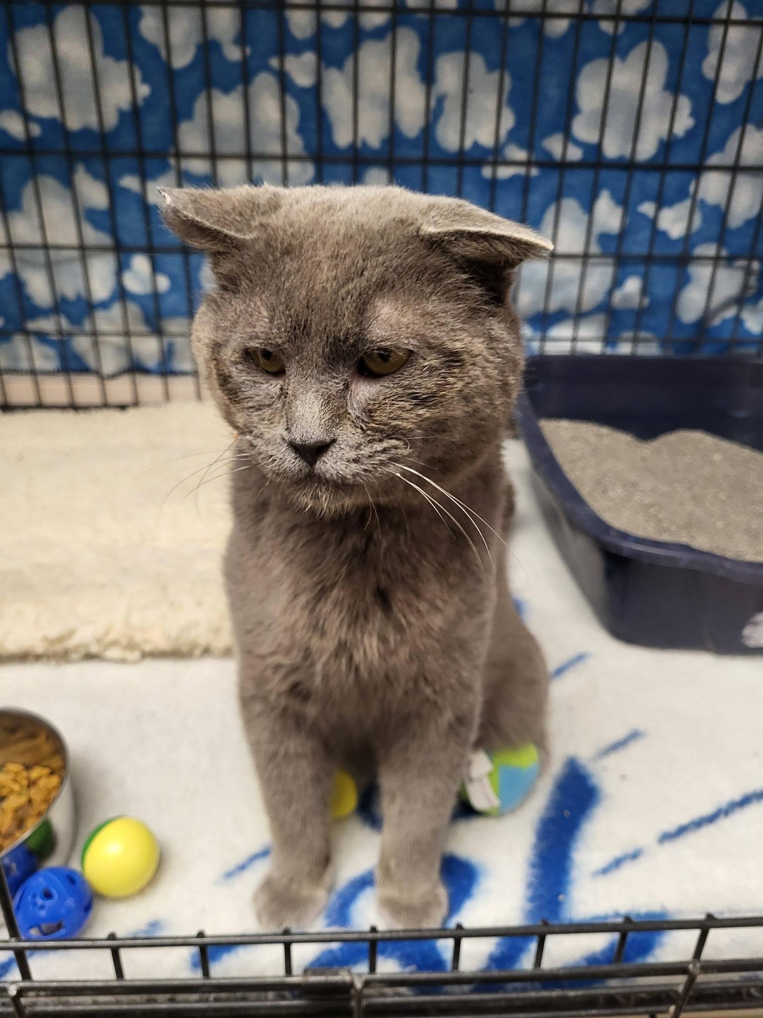 Toughie, a ADOPTABLE Domestic Short Hair in Chilton, WI image 2/6