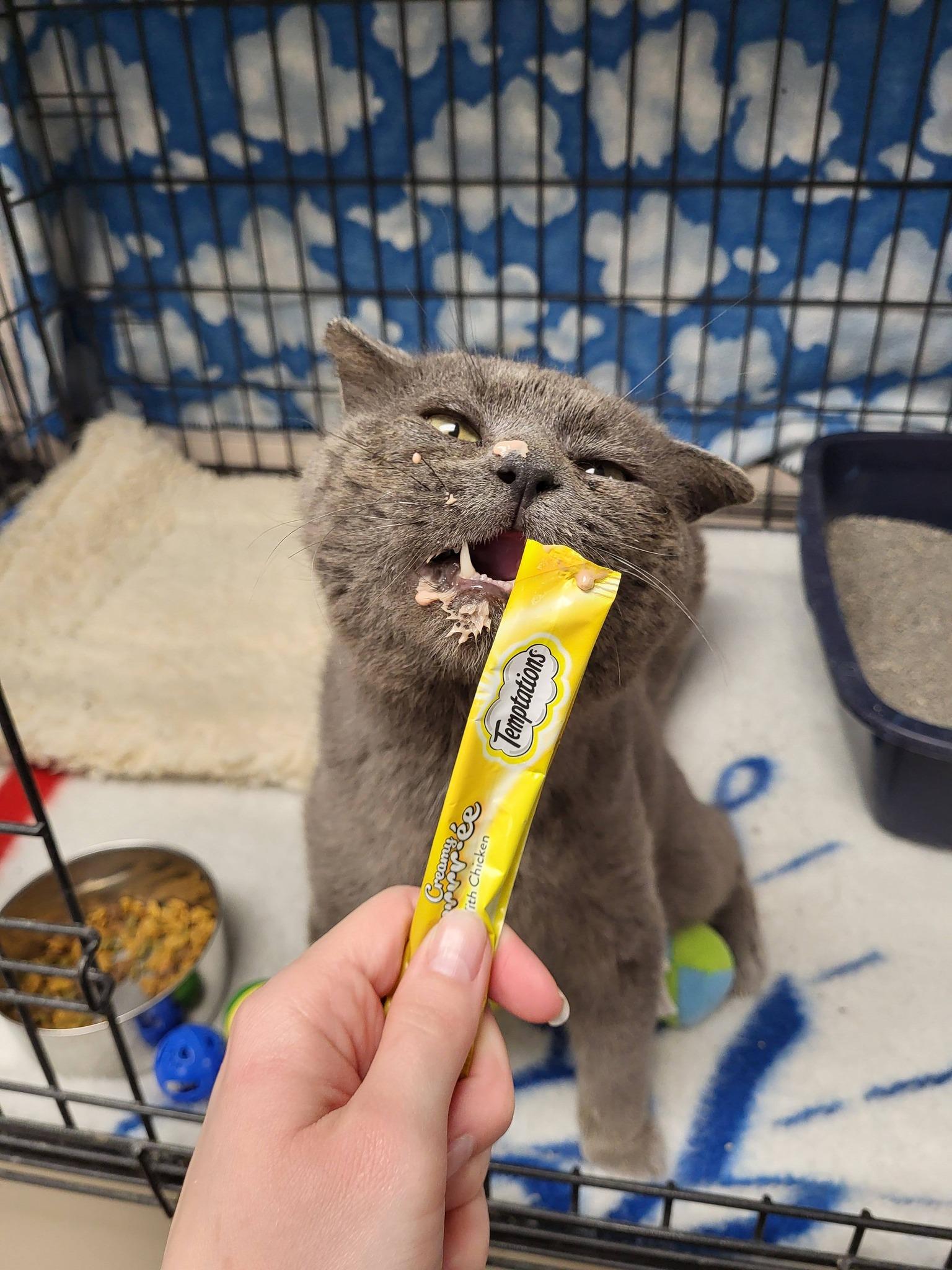 Toughie, a ADOPTABLE Domestic Short Hair in Chilton, WI image 6/6