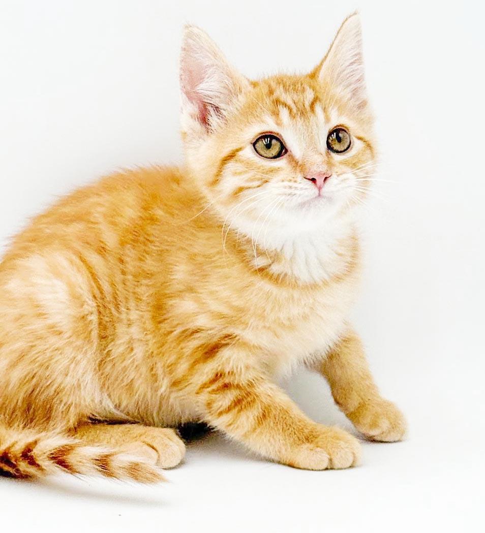Enlarge Pepper - can he be any prettier or sweeter, a Adoptable Tabby in Bedford Hills, NY image 6/6