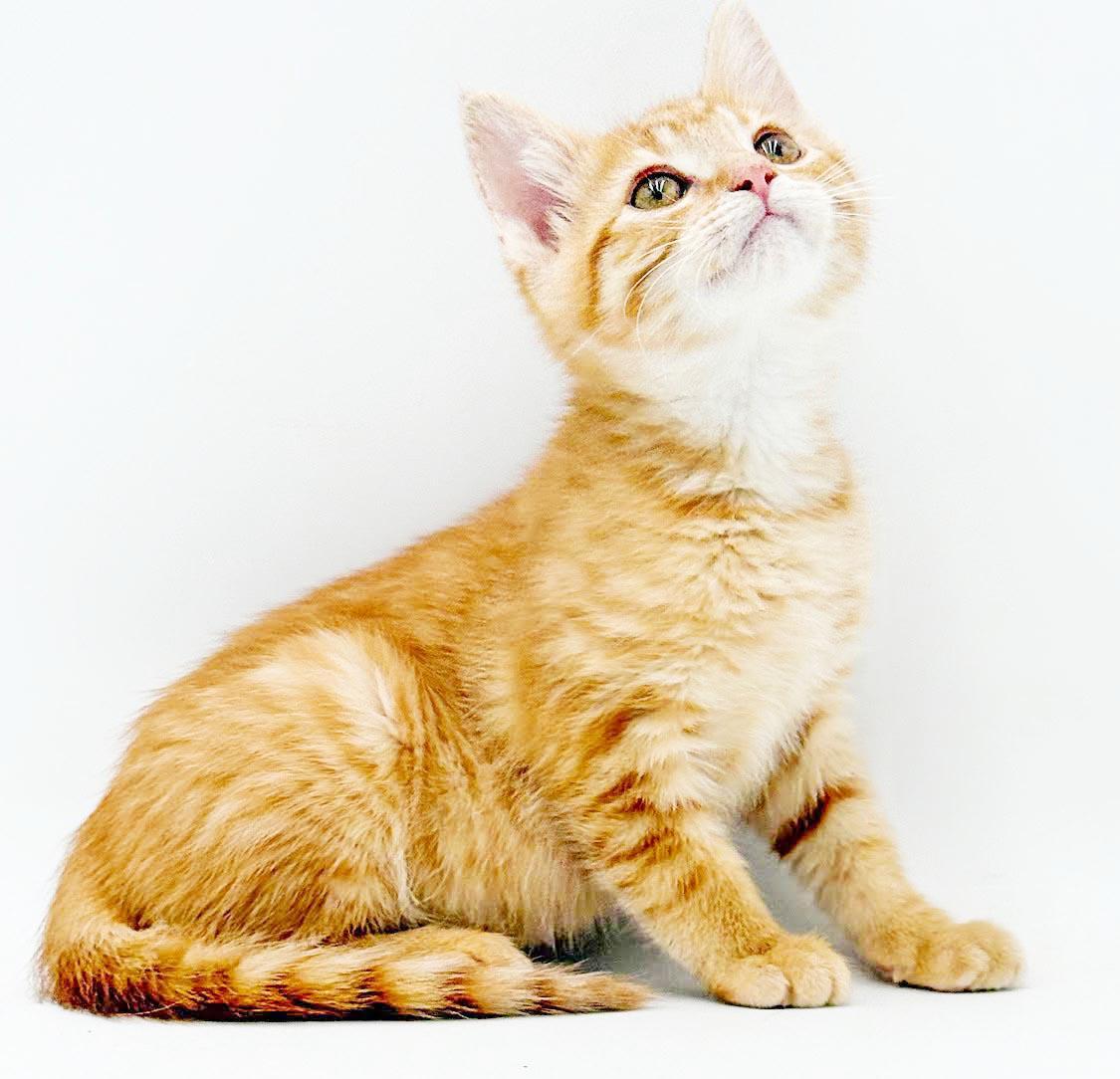 Enlarge Pepper - can he be any prettier or sweeter, a Adoptable Tabby in Bedford Hills, NY image 3/6