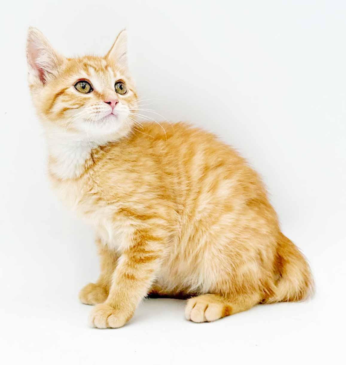 Enlarge Pepper - can he be any prettier or sweeter, a Adoptable Tabby in Bedford Hills, NY image 4/6