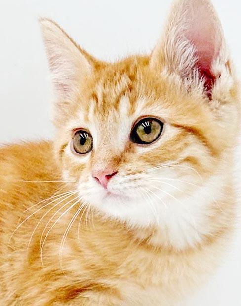 Enlarge Pepper - can he be any prettier or sweeter, a Adoptable Tabby in Bedford Hills, NY image 5/6