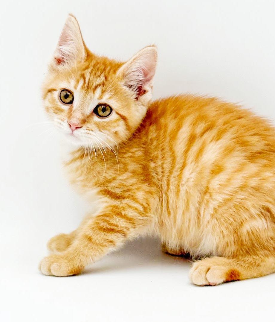 Pepper - can he be any prettier or sweeter, Adoptable, Kitten Male Tabby.