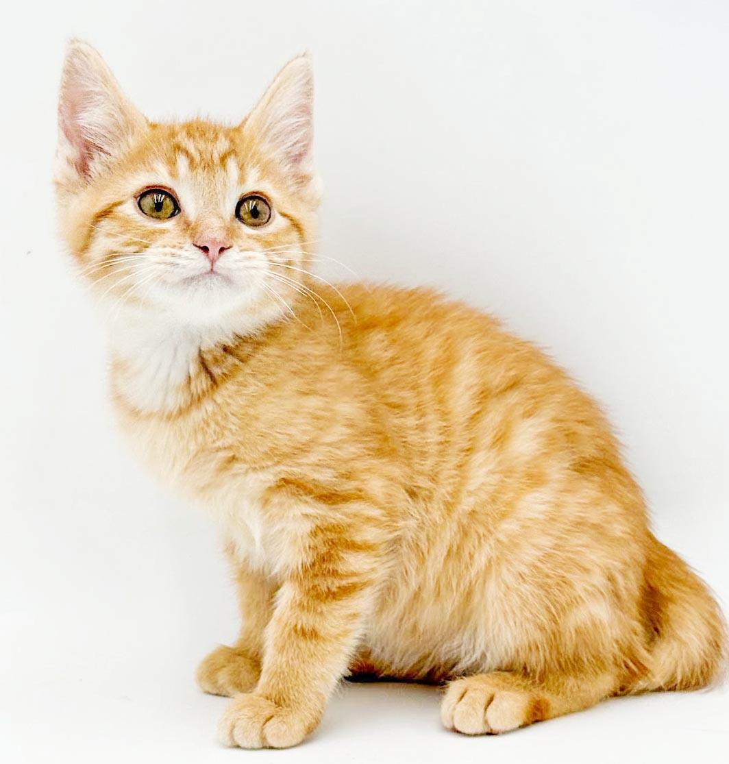 Enlarge Pepper - can he be any prettier or sweeter, a Adoptable Tabby in Bedford Hills, NY image 2/6