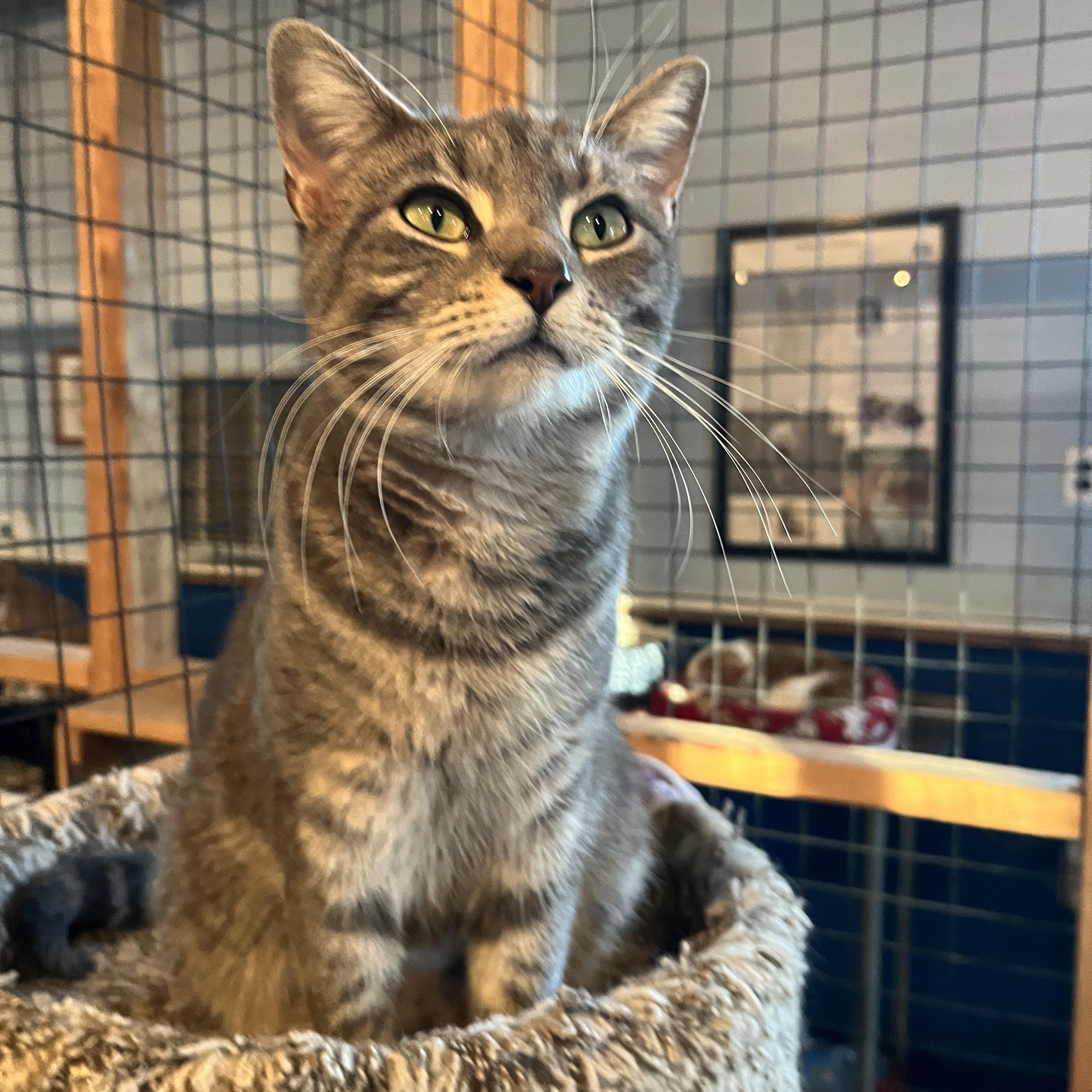 Enlarge Venus, an adopted Domestic Short Hair in Landenberg, PA image 1/4