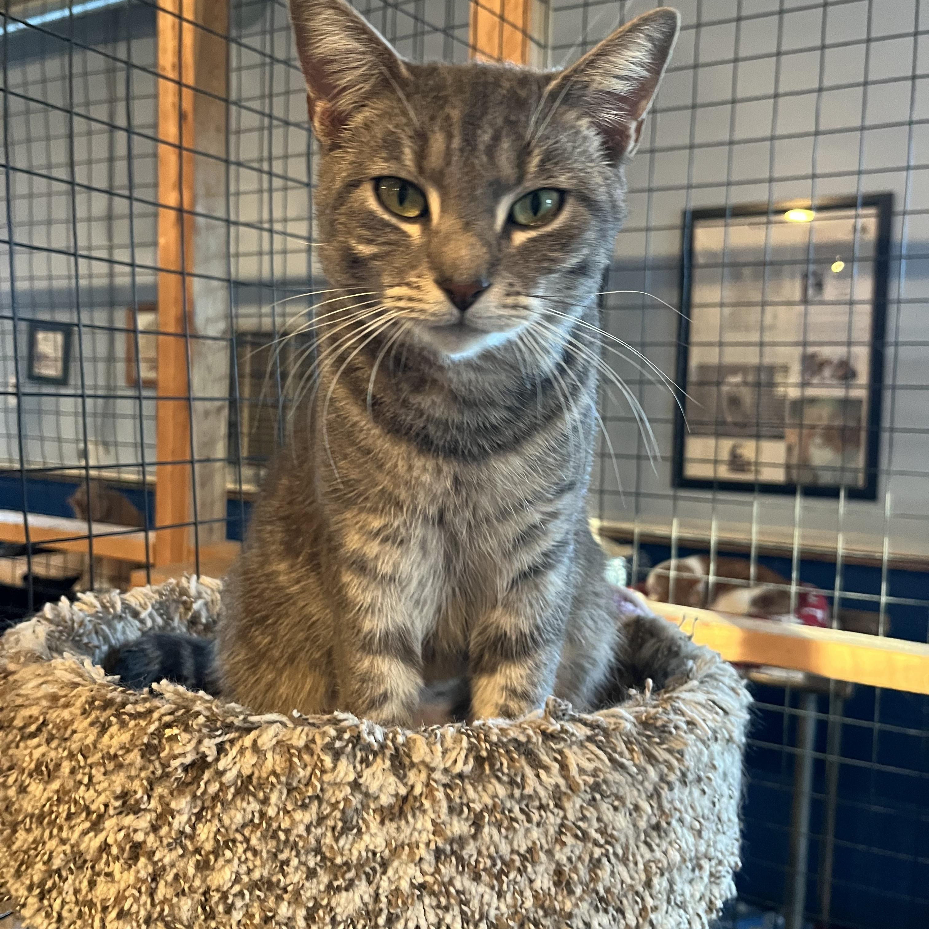 Enlarge Venus, an adopted Domestic Short Hair in Landenberg, PA image 2/4