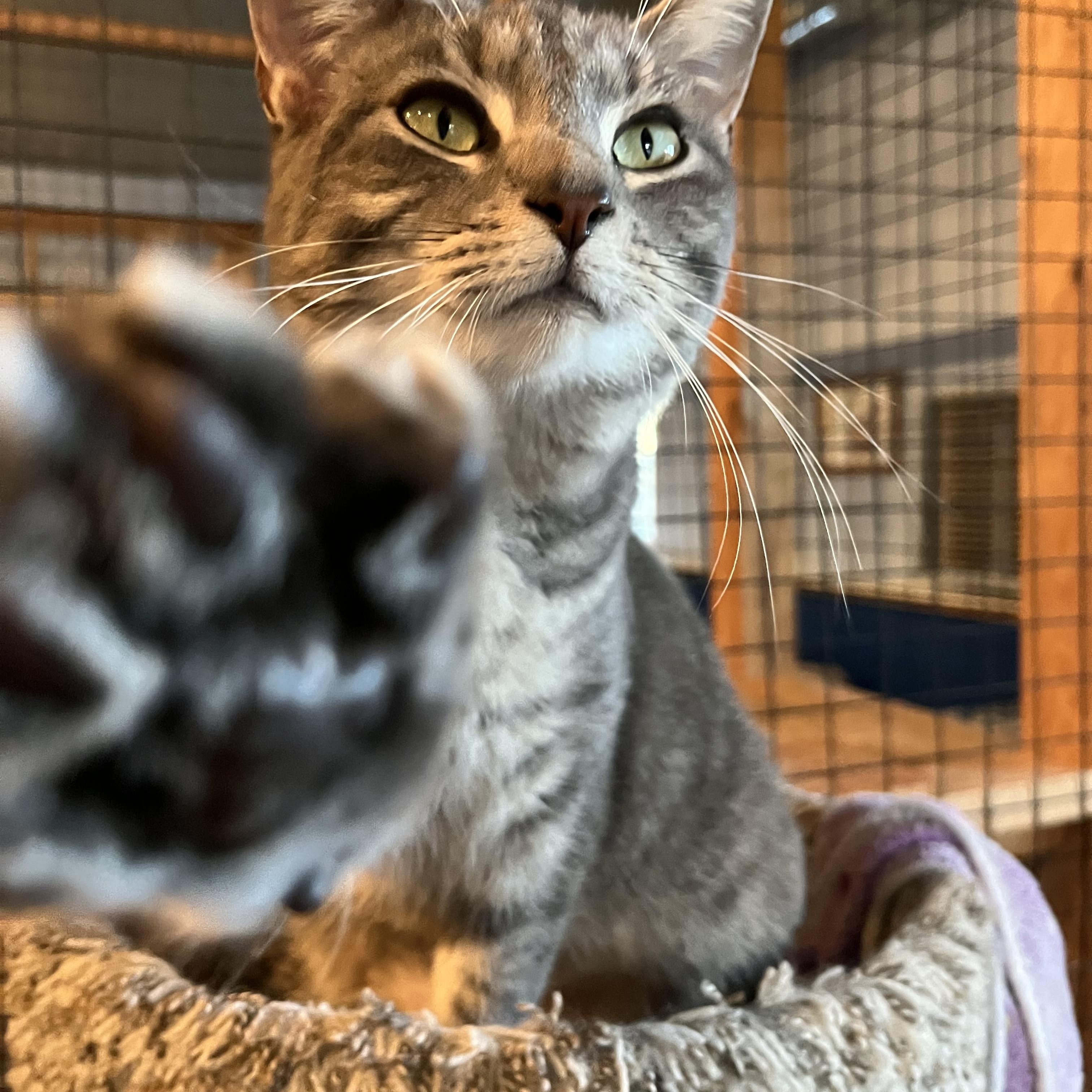 Enlarge Venus, an adopted Domestic Short Hair in Landenberg, PA image 4/4