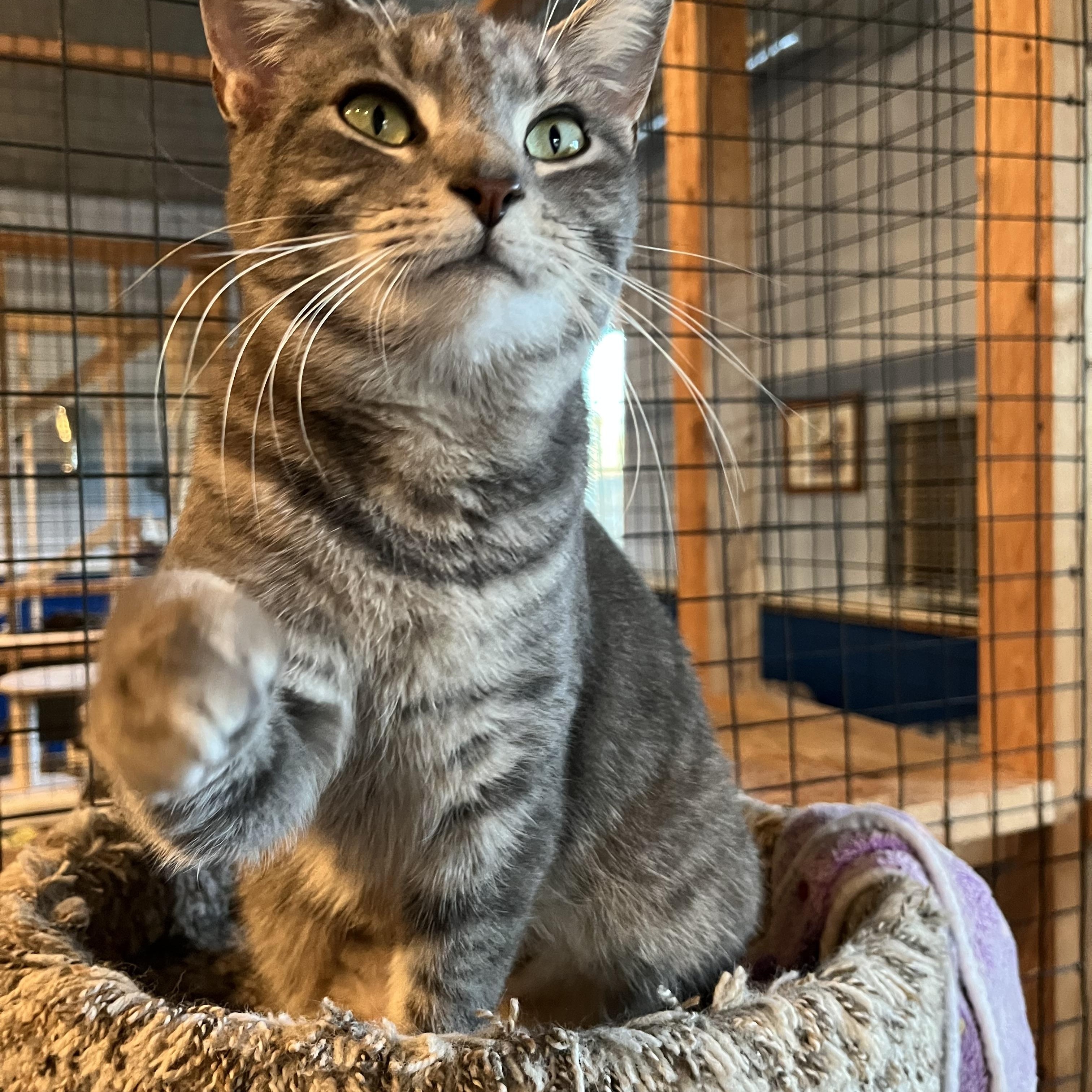 Enlarge Venus, an adopted Domestic Short Hair in Landenberg, PA image 3/4