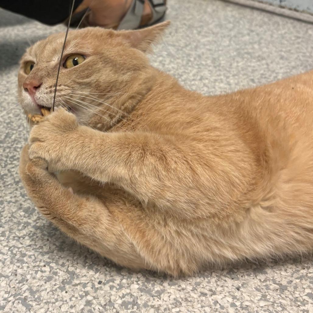 Enlarge Toby, a Adoptable Domestic Short Hair in East Hanover, NJ image 1/6