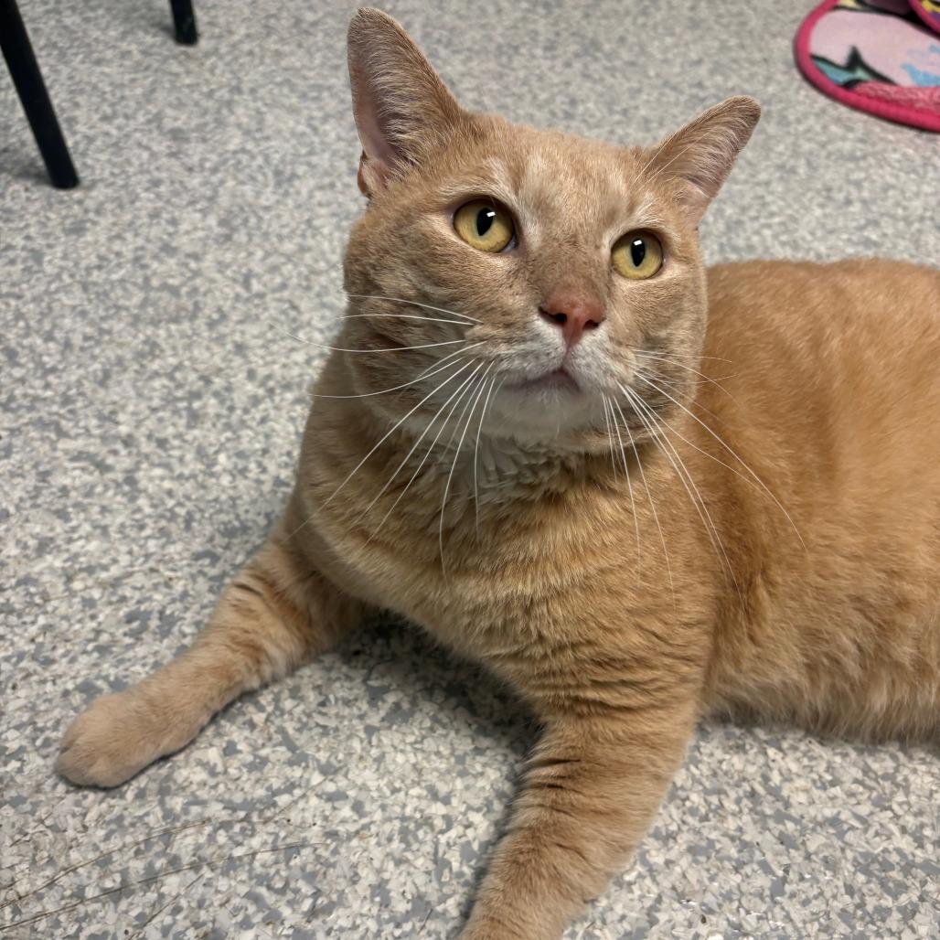 Enlarge Toby, a Adoptable Domestic Short Hair in East Hanover, NJ image 2/6