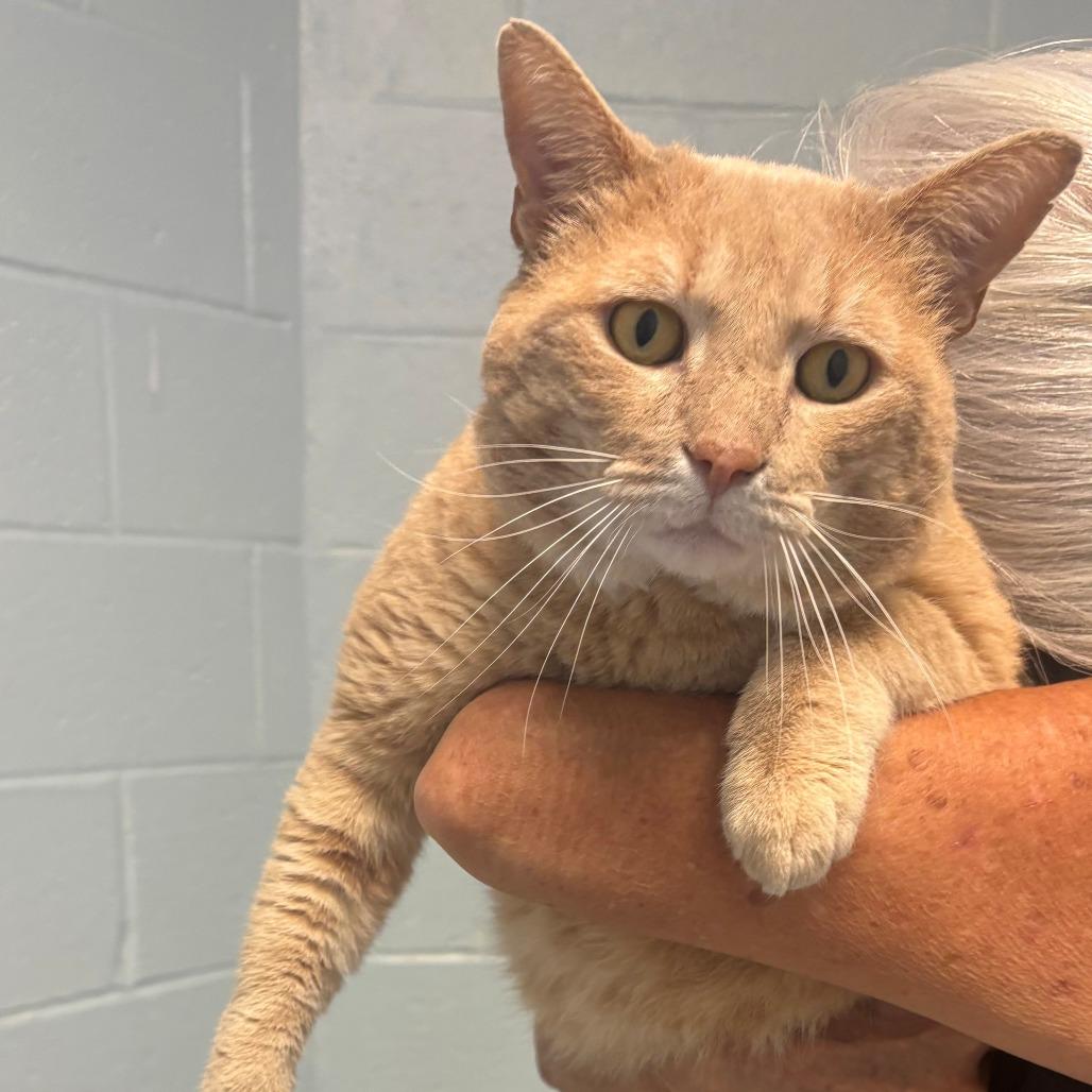 Enlarge Toby, a Adoptable Domestic Short Hair in East Hanover, NJ image 3/6