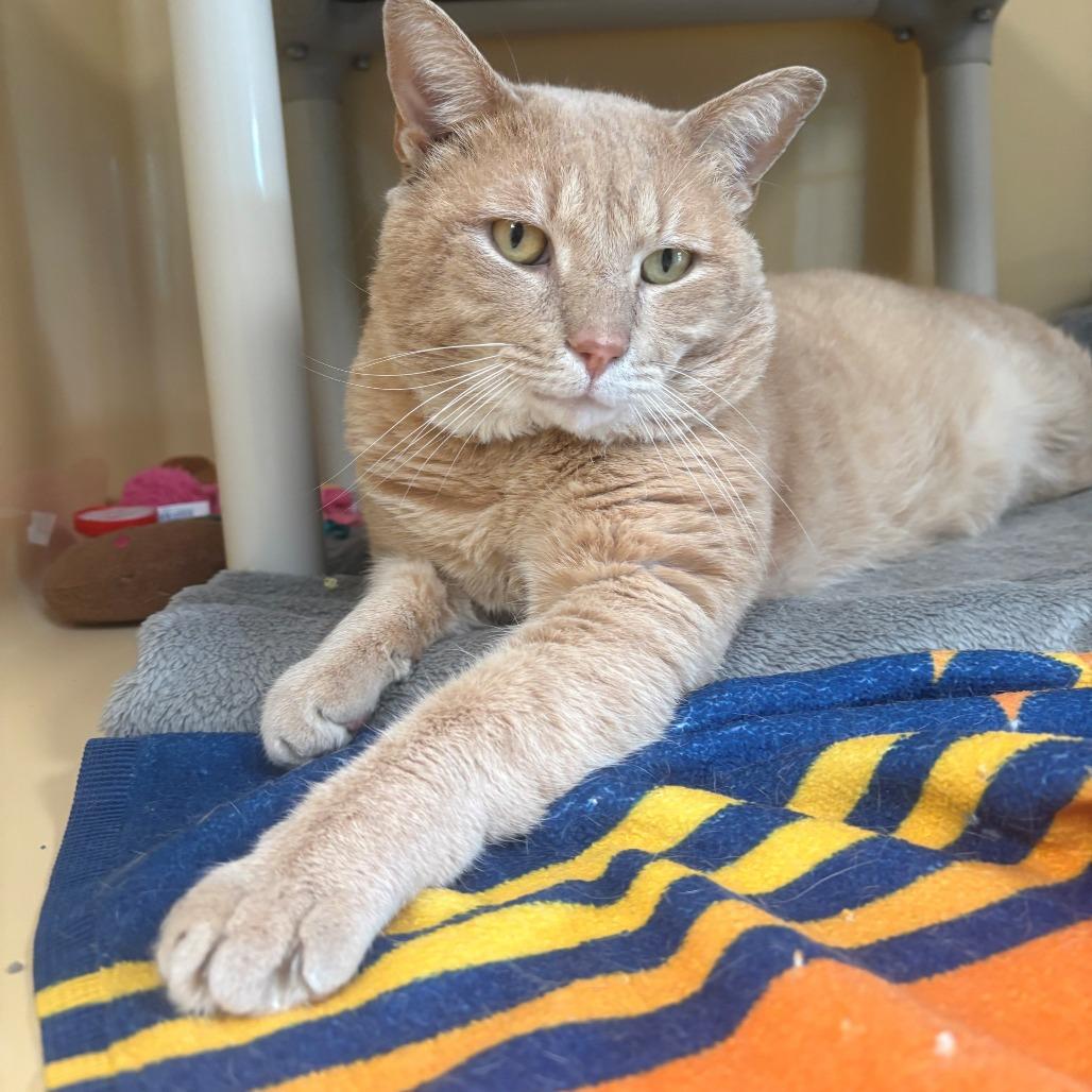 Toby, Adoptable, Adult Male Domestic Short Hair.