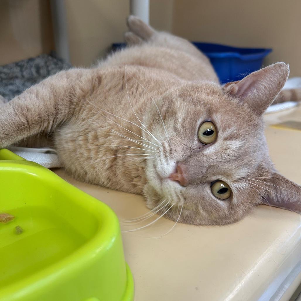 Enlarge Toby, a Adoptable Domestic Short Hair in East Hanover, NJ image 2/3