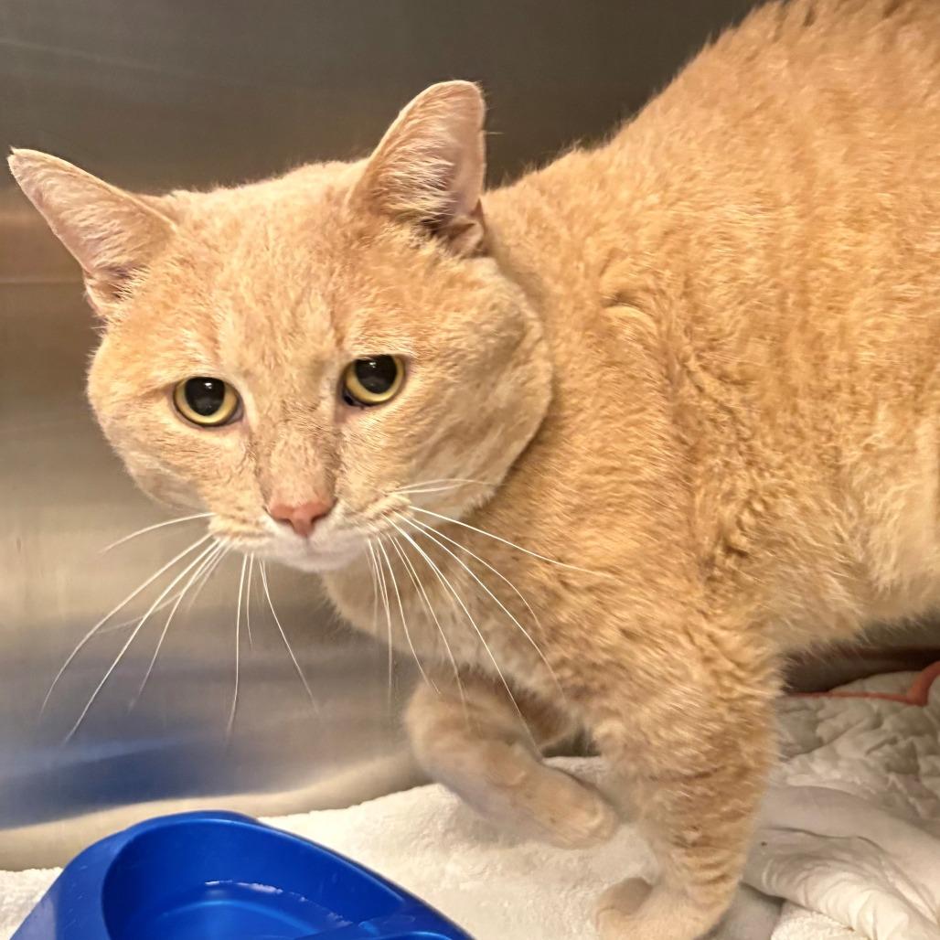 Toby, Adoptable, Adult Male Domestic Short Hair.