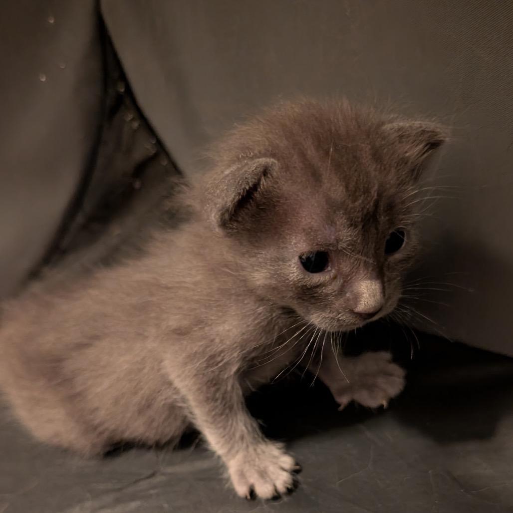 Tessa, a Adoptable Domestic Short Hair in North Port, FL image 1/2