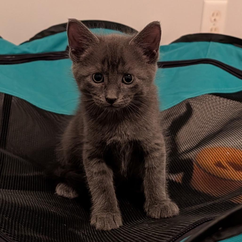 Tessa, a Adoptable Domestic Short Hair in North Port, FL image 2/2