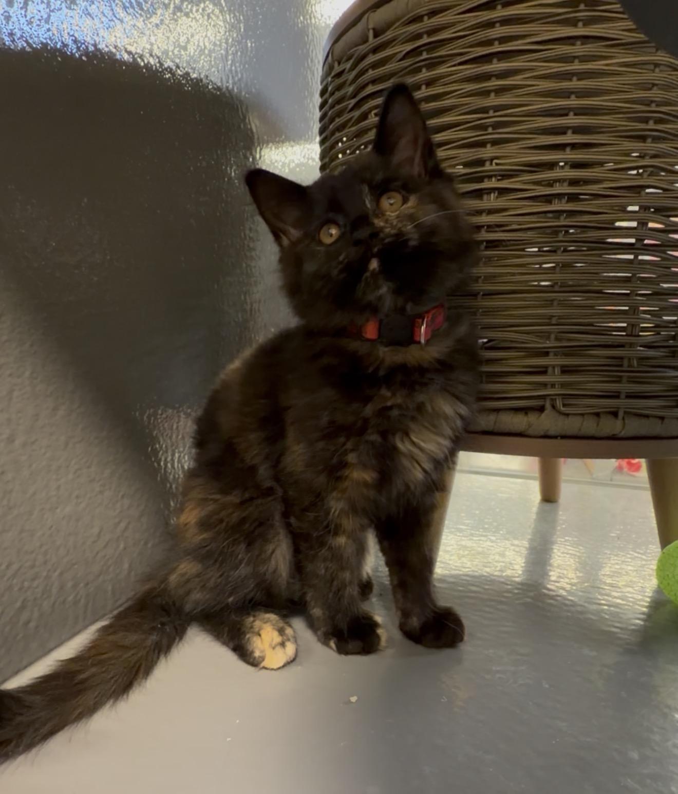 Enlarge Ginger Spice, an adopted mixed breed in Midvale, UT image 1/3