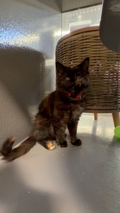 Enlarge Ginger Spice, an adopted mixed breed in Midvale, UT video 3/3