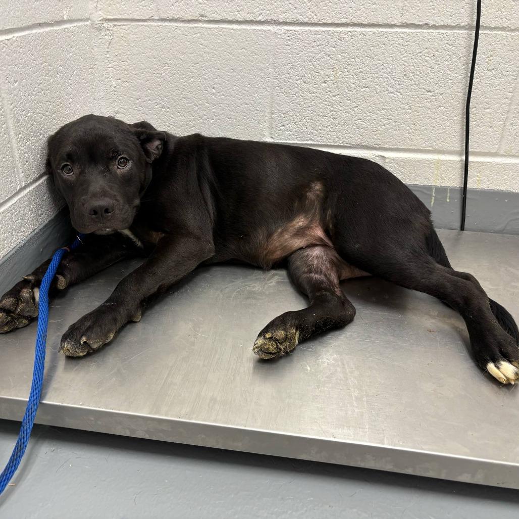 Enlarge Sunflower, a Adoptable mixed breed in Rocky Mount, VA image 1/2