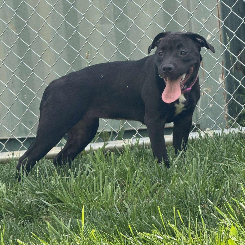 Enlarge Sunflower, a Adoptable mixed breed in Rocky Mount, VA image 2/2