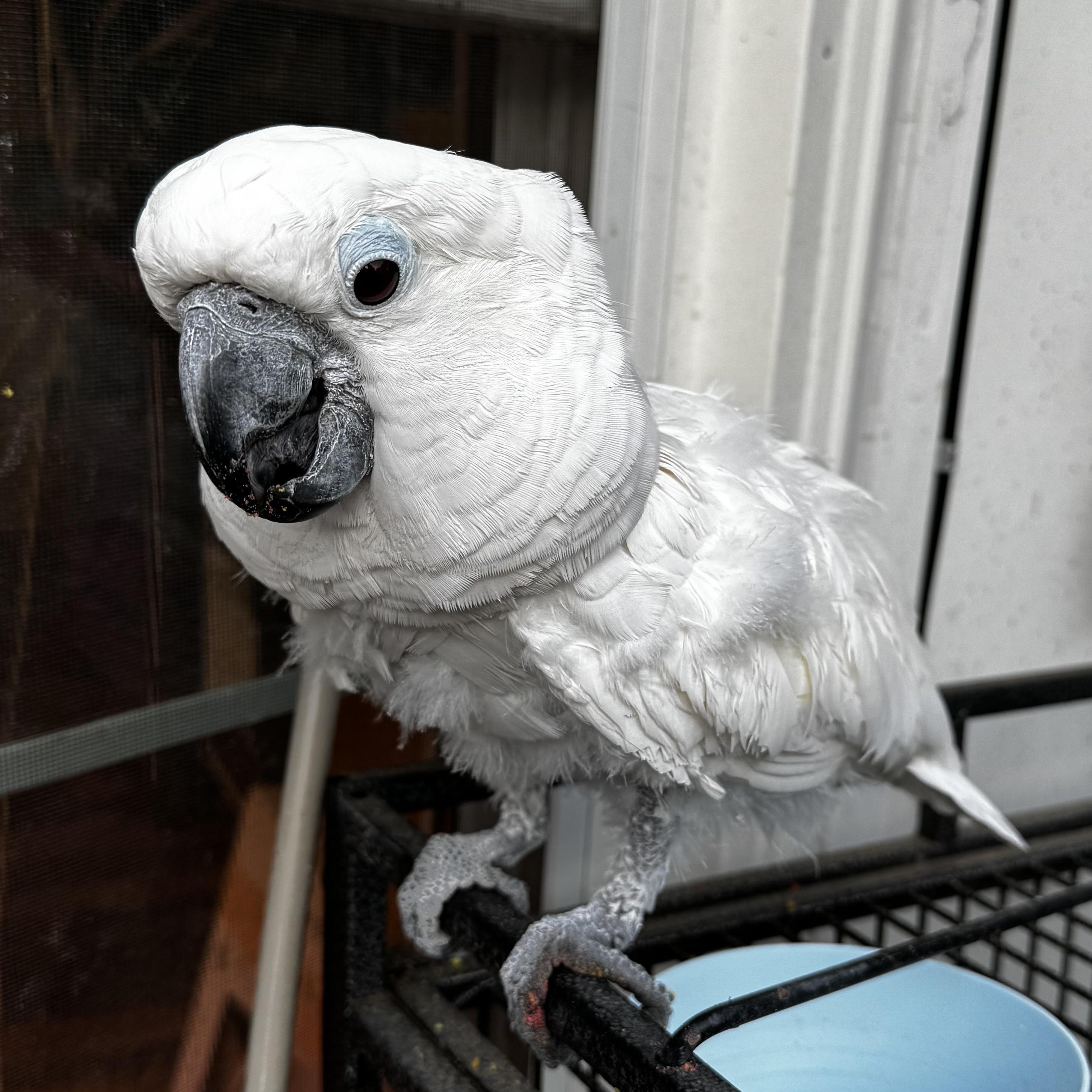 Bianca, a Adoptable Cockatoo in Lenexa, KS image 1/3