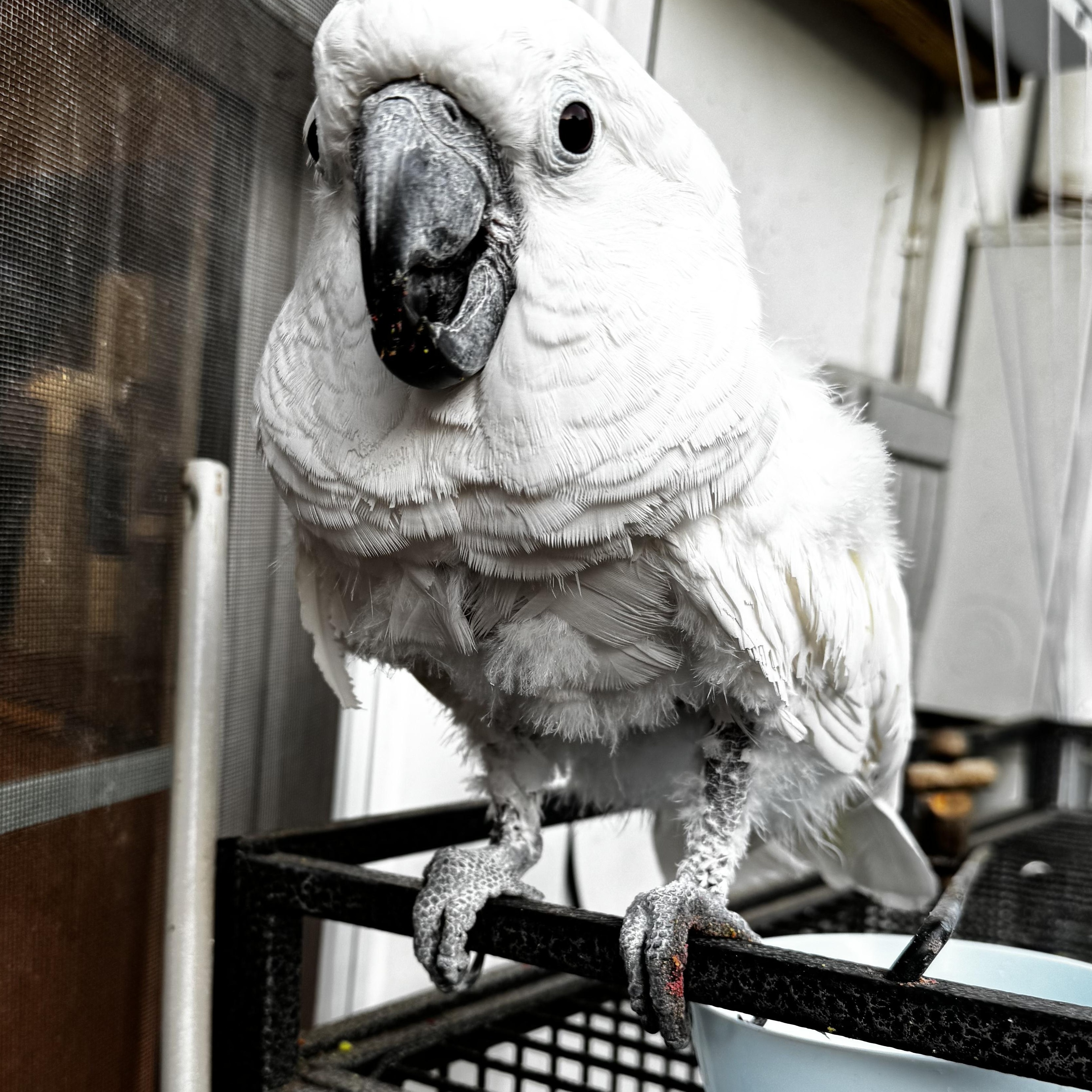 Bianca, a Adoptable Cockatoo in Lenexa, KS image 3/3