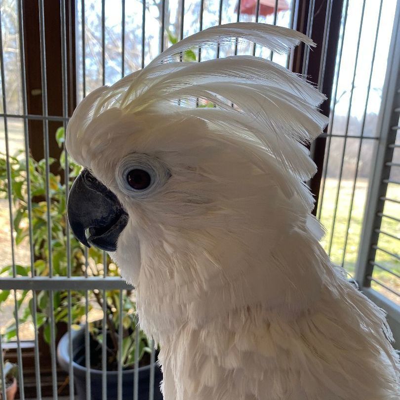 Bianca, a Adoptable Cockatoo in Lenexa, KS image 2/3
