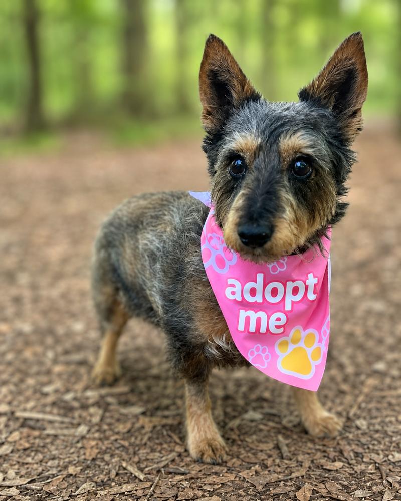 Enlarge Sadie, a Adoptable Terrier in Wayne, NJ image 2/2