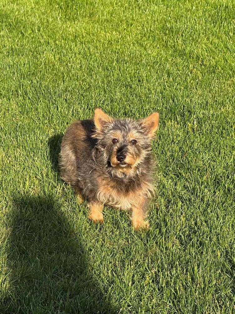 Sadie, Adoptable, Adult Female Terrier.