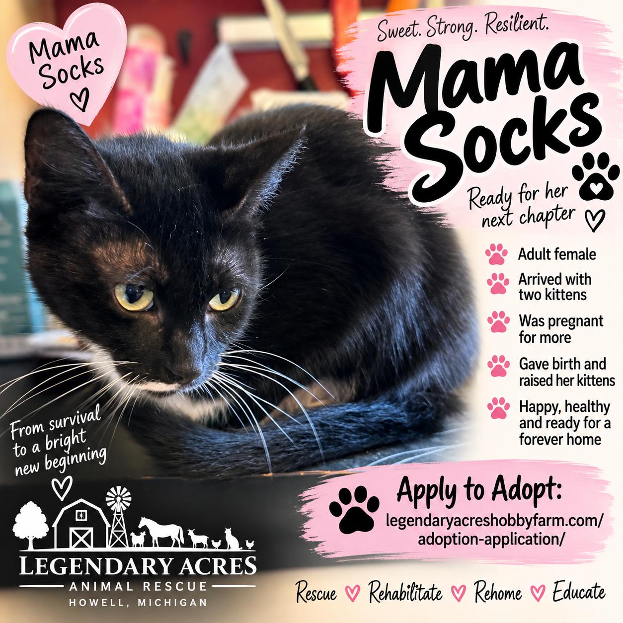 Enlarge Mama Socks, a ADOPTABLE American Shorthair in HOWELL, MI image 1/1