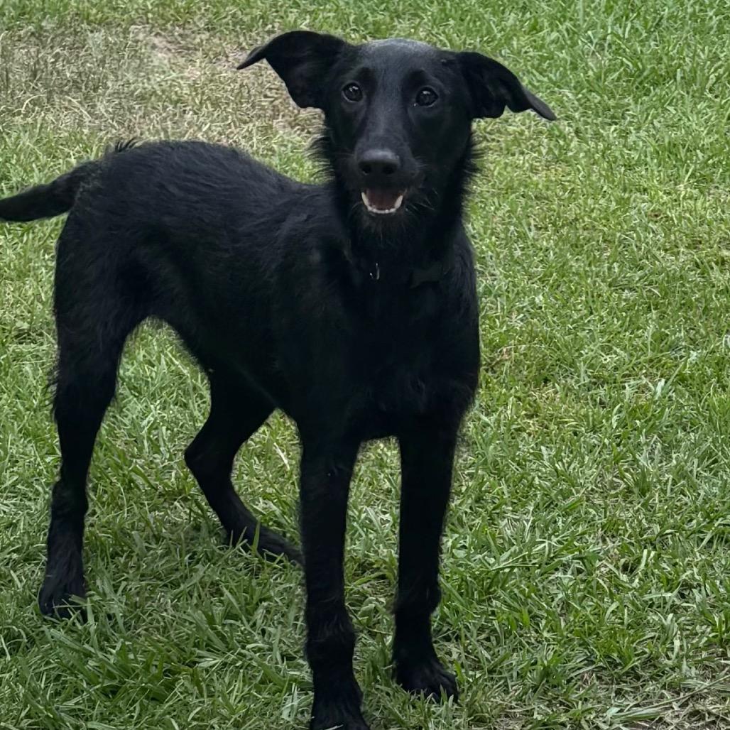 Enlarge BUNNY, a Adoptable mixed breed in Enterprise, AL image 1/1