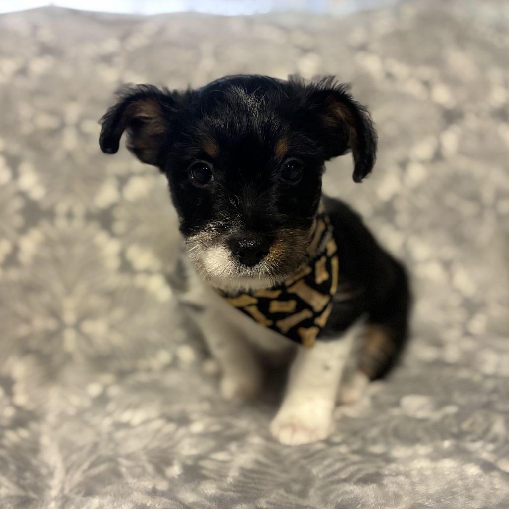 Enlarge Preston, a Adoptable mixed breed in Tulsa, OK image 2/2