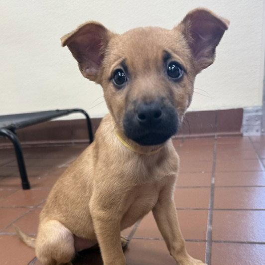 Willow, Adoptable, Puppy Female Shepherd.