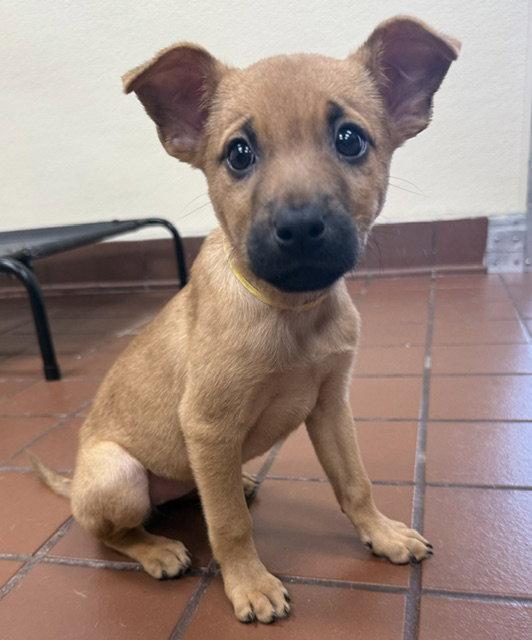 Willow, a Adoptable Shepherd in Lake Hopatcong, NJ image 2/3