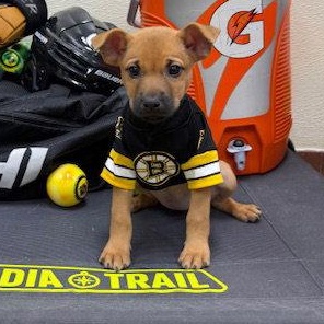 Willow, Adoptable, Puppy Female Chihuahua.