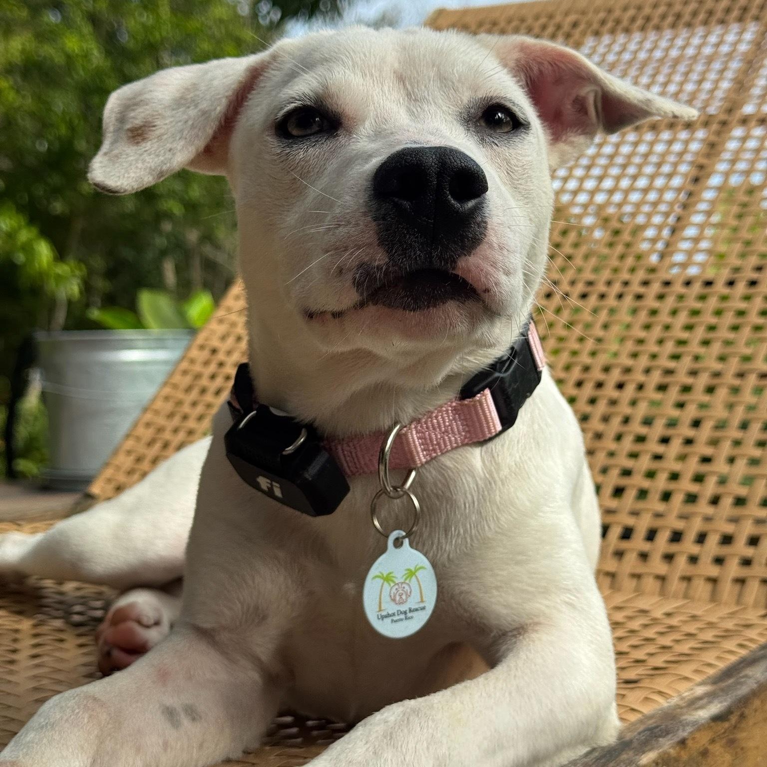 Enlarge Heidi — Snow White Fur, Striking Hazel Eyes & the Sweetest Soul!, a Adoptable mixed breed in Baltimore , MD image 5/6
