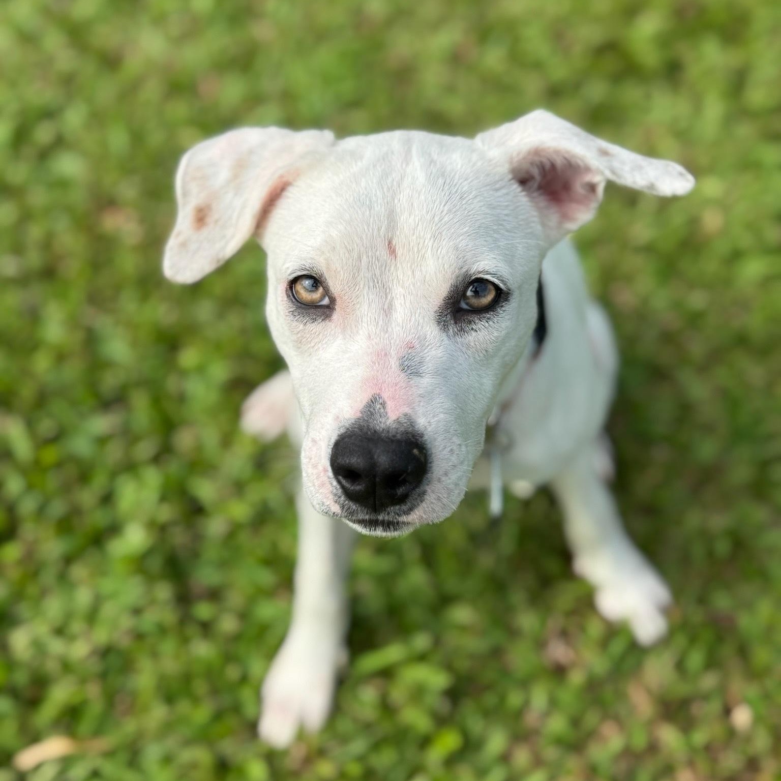 Heidi — Snow White Fur, Striking Hazel Eyes & the Sweetest Soul!, Adoptable, Young Female Mixed Breed.
