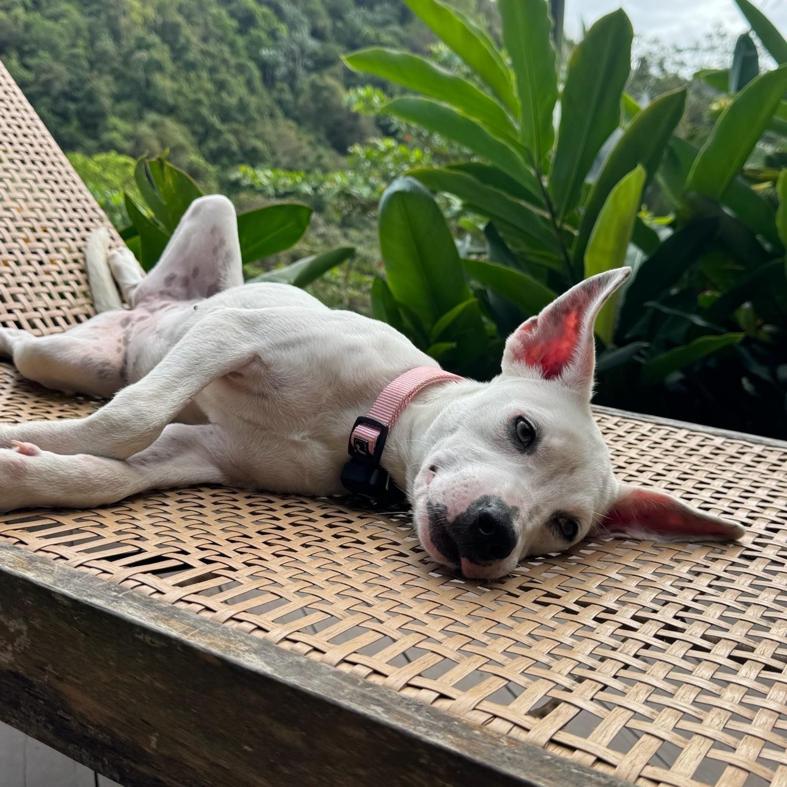 Enlarge Heidi — Snow White Fur, Striking Hazel Eyes & the Sweetest Soul!, a Adoptable mixed breed in Baltimore , MD image 6/6