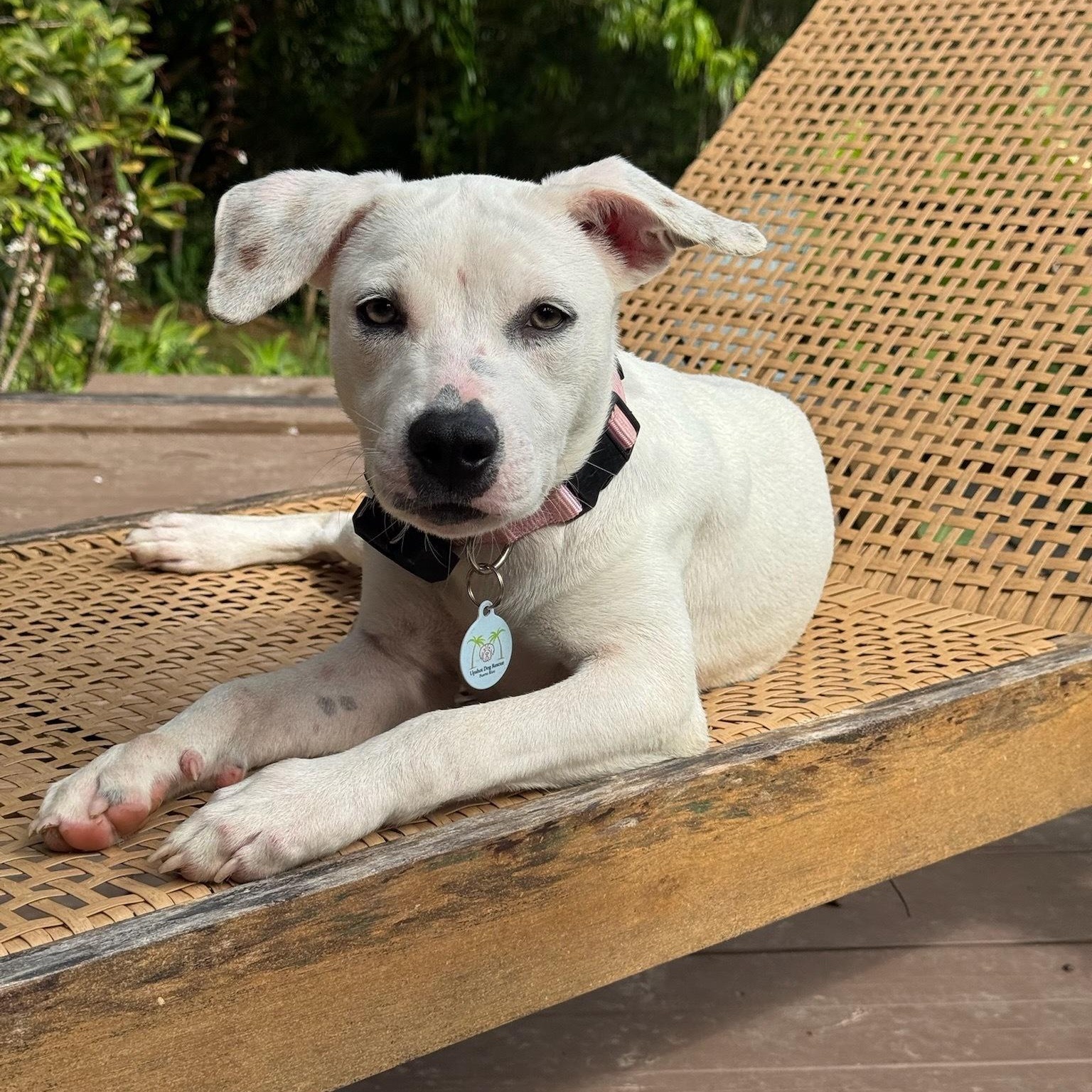 Enlarge Heidi — Snow White Fur, Striking Hazel Eyes & the Sweetest Soul!, a Adoptable mixed breed in Baltimore , MD image 3/6